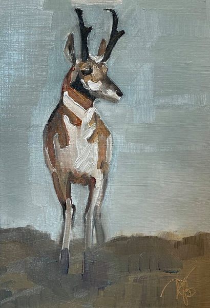 Pronghorn