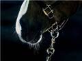 Whiskers - Marie Channer