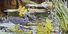 Elusive Beauty - Debbie Stevens