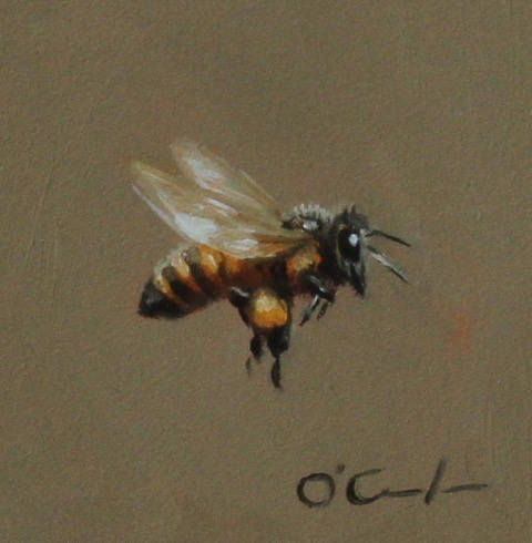 Bee Extraordinary - Jennifer O'Cualain
