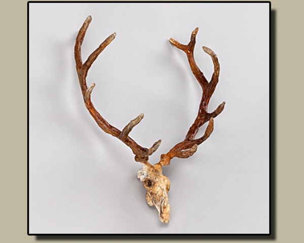 Elk Antlers - Paul Rhymer